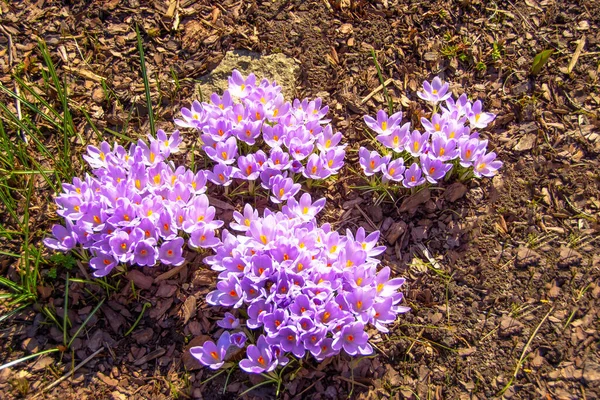 Paarse Saffraankrokussen Bloeien Tuin Groepen Eerste Priemrozen Bloemen — Stockfoto