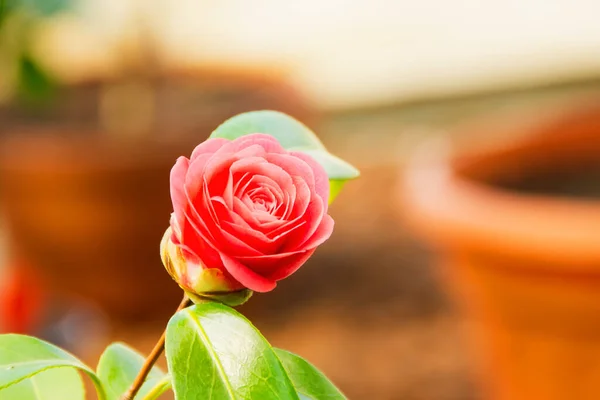 Квітка Камелії Ніжно Рожевого Червоного Кольору Один Цвіте Серед Зелені — стокове фото