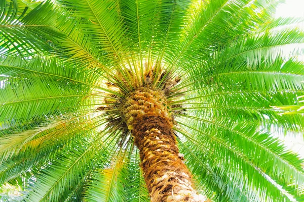 Palm Törzs Központban Szóró Levelek Körül Kerülete Mediterrán Tenyér — Stock Fotó