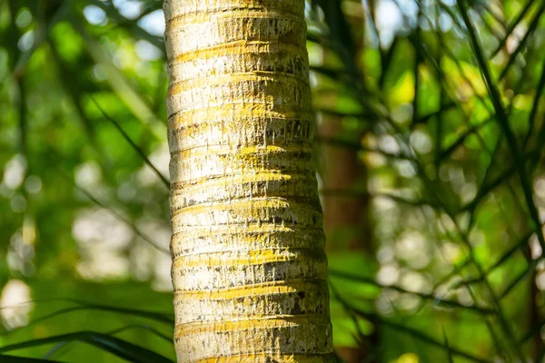 Palm Träd Koffert Nära Upp Djungeln — Stockfoto