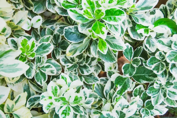 Hoja Colores Del Husillo Japonés Flores Blancas Euonymus Japonicus —  Fotos de Stock