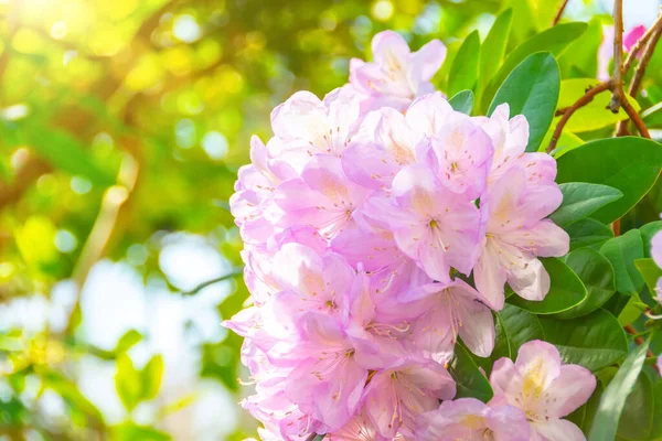 Kvetoucí Jemně Růžová Rhododendron Azalea Jarní Čas — Stock fotografie