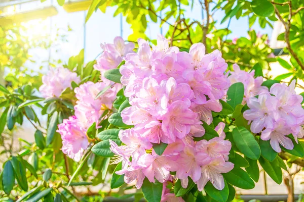 Kvetoucí Jemně Růžová Rhododendron Azalea Jarní Čas — Stock fotografie