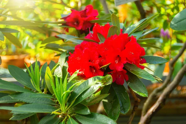 Kvetoucí Tmavě Červená Rododendron Azalea Jarní Čas — Stock fotografie