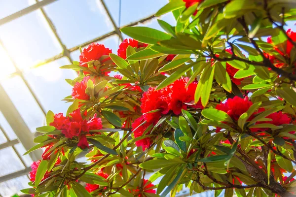 Kvetoucí Tmavě Červená Rododendron Azalea Jarní Čas — Stock fotografie