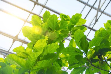 Ağacın tacı, belirgin damarlarla oyulmuş yapraklar, bir serada güneş tarafından aydınlatılmış.