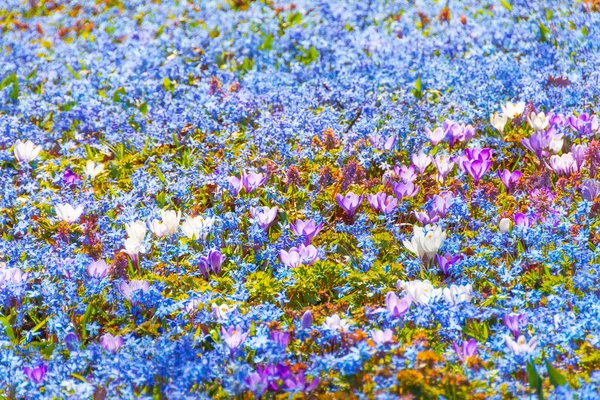 Frühlingsprimeln Aus Blauem Und Lila Weiß Bedecken Dicht Den Von — Stockfoto