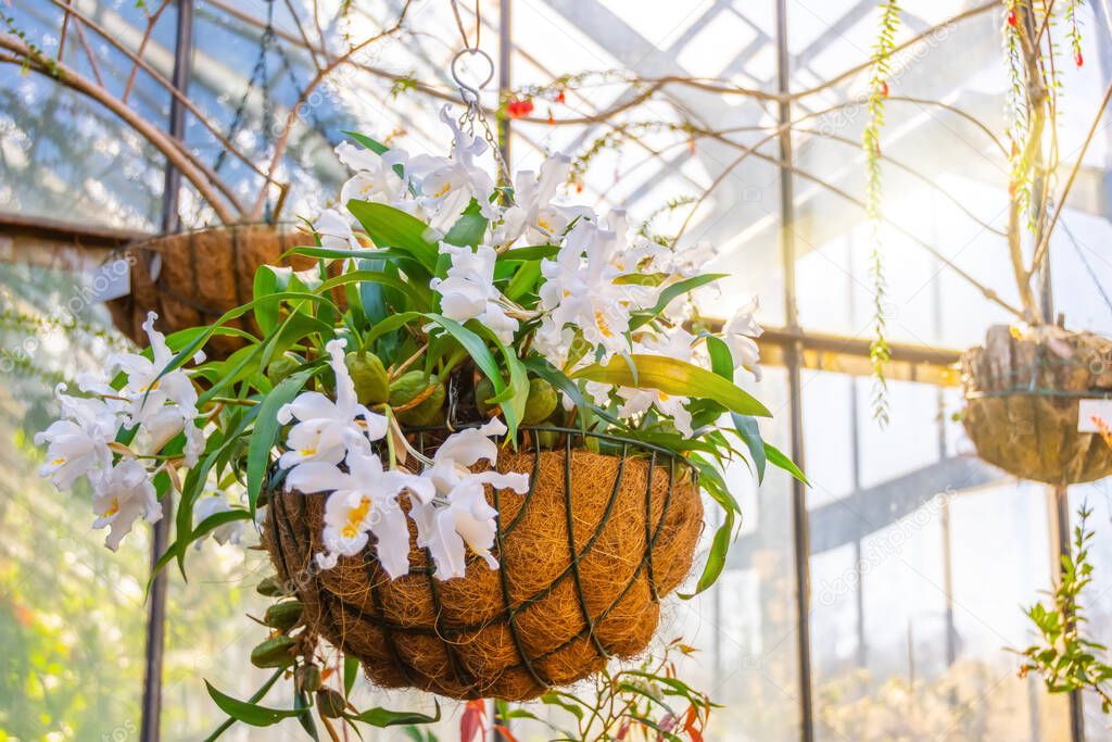 White Coelogyne orchid in a hanging coconut pot, in the greenhouse of a subtropical garden