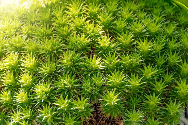 Musgo Verde Japonés Polytrichum Juniperinum Bosque Subtropical Cerca —  Fotos de Stock