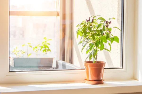 Pimienta Decorativa Con Planta Frutas Moradas Alféizar Una Ventana Una —  Fotos de Stock