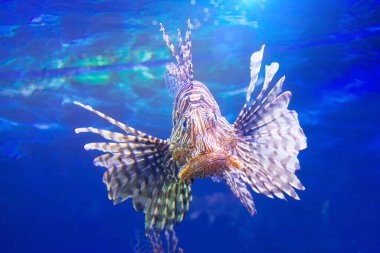 Dangerous Lionfish zebra fish in the Indian ocean water clipart