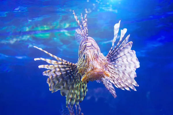 Gevaarlijke Lionfish Zebravis Het Indische Oceaanwater — Stockfoto