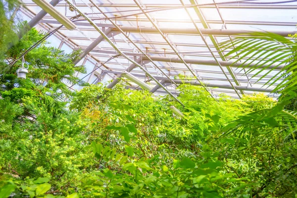 Tropenwald Gewächshaus Dickicht Verschiedener Pflanzen Unter Einem Glasdach — Stockfoto