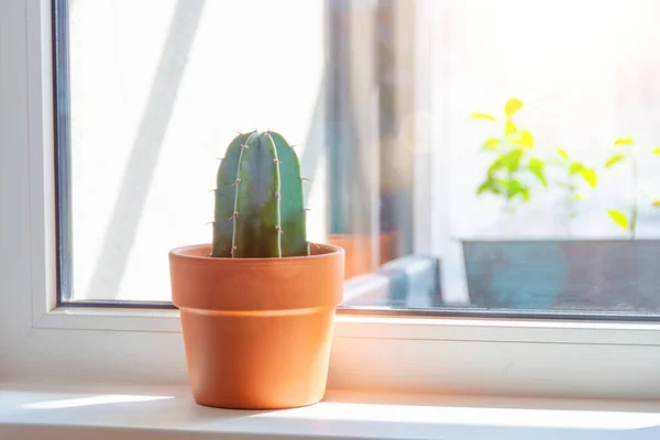 Cactus Una Maceta Arcilla Alféizar Una Ventana Una Habitación Iluminada —  Fotos de Stock