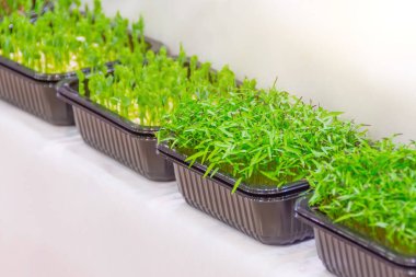 Mikroyeşil. Bir süpermarketin tezgahında plastik kabın içinde turp filizleri.
