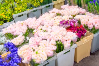 Plastik kutulardaki yumuşak pembe renkli şakayıklar çiçek dükkanlarında taşınıp depolanmak için.