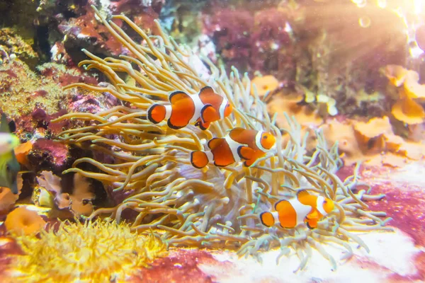 在热带珊瑚礁的海葵宿主中隐藏着五彩斑斓的鱼小丑 — 图库照片