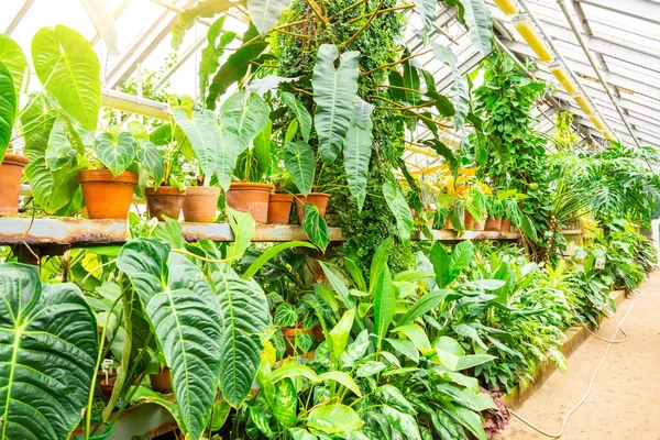 Töpfe Mit Dekorativen Tropischen Pflanzen Gewächshausgarten — Stockfoto