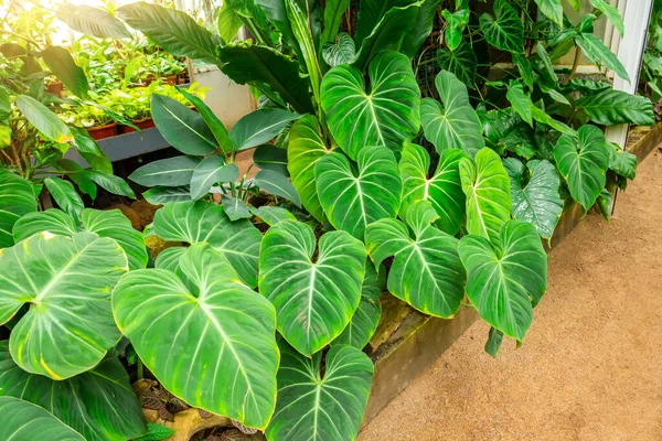 在温室的热带花坛上 明亮的饱和绿叶 — 图库照片