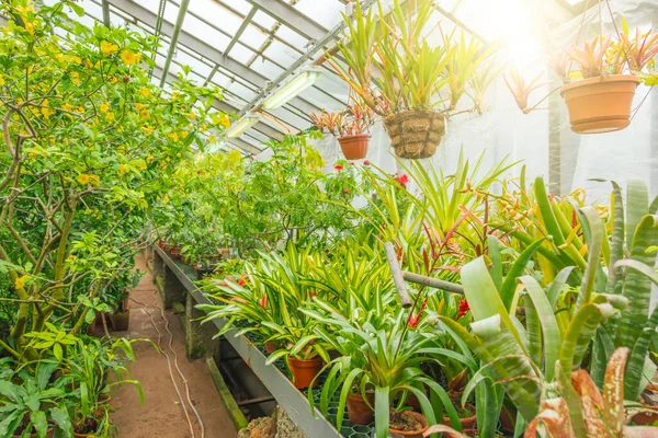 Plantas Bromelias Tropicales Crudas Paran Estantes Cuelgan Macetas Colgantes Jardín —  Fotos de Stock