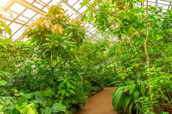 Espesuras Tropicales Plantas Invernadero Húmedo —  Fotos de Stock
