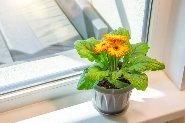 Gerberas Jaune Orangé Fleurissant Dans Des Pots Sur Rebord Fenêtre — Photo