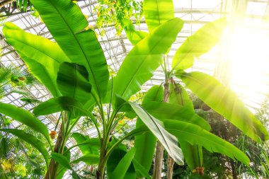 Musa muz meyvesi tropiklerde yetişiyor. Ağaçtaki muzlar. Musaceae ailesi. Parlak güneş ışığı Işınlar ve parlak ışıklar