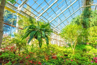 Coelogyne orkidesi, akçaağaçların ve çiçek açan rhododendronların arasında asılı bir hindistan cevizi kabında, astropikal bir bahçenin serasında.