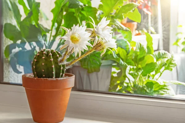 陶器の土鍋に丸いサボテンの巨大な大きな花 — ストック写真