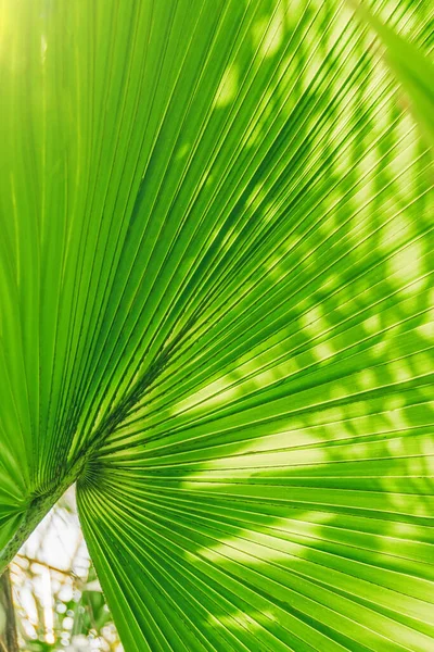 Çizgili Yaprak Çizgileri Tropikal Bir Palmiye Ağacının Gövdesini Keserek Yayılıyor — Stok fotoğraf