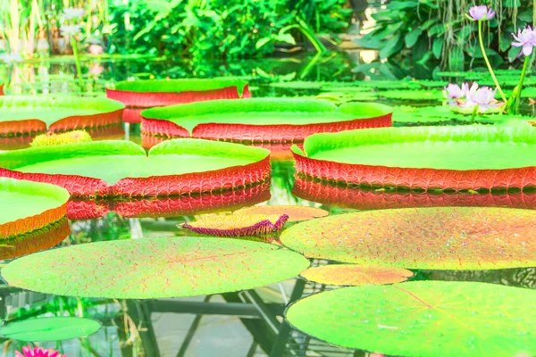 Many Giant Red Green Water Lily Pad Victoria Amazonica Tropical — Stock Photo, Image