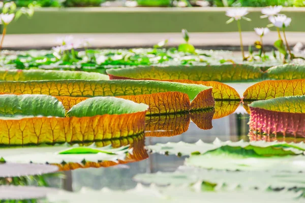 Many Giant Red Green Water Lily Pad Victoria Amazonica Tropical — Stock Photo, Image