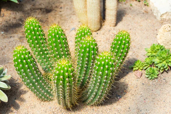 Short Cactus Grows Group Sand Bright Sun — Stock Photo, Image