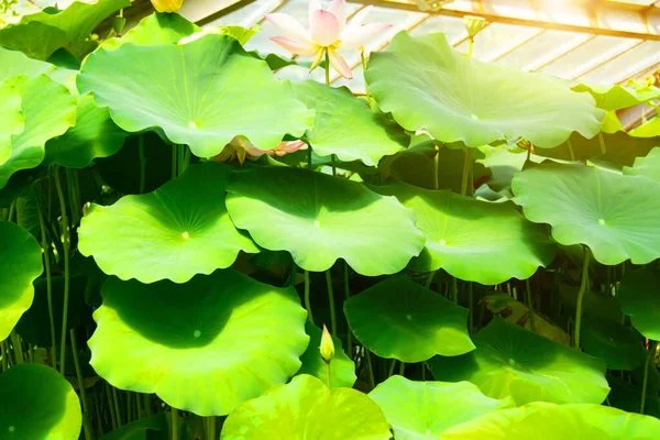 Bright Green Lotus Leaf Background Aquatic Plants — Stock Photo, Image