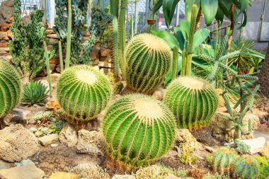 Echinocactus grusonii kaktüsü kurak iklimlerde seraya ekilir.