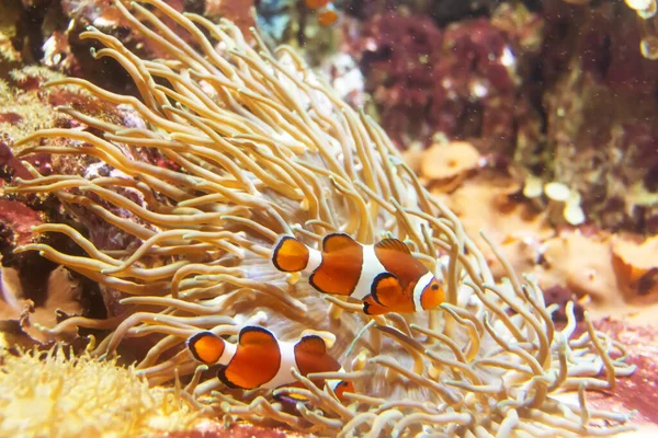 Amphiprion Ocellaris Oranhe Clownfisk Rev Akvarium — Stockfoto