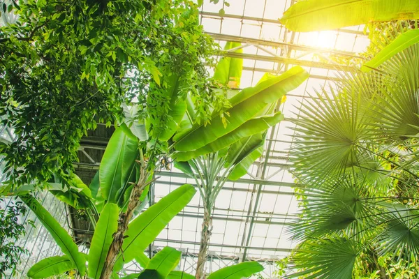 Höga Bananträd Växthuset Och Solen Skiner Genom — Stockfoto