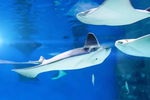 Several Stingrays Other Fish Swim Aquarium — Stock Photo, Image