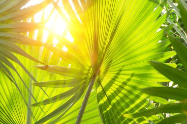 Tropik palmiye ağacı, fildişi ve parlak güneş ışığı.