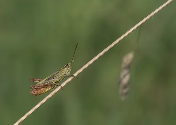 Saltamontes en la hierba — Foto de Stock