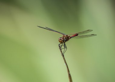 yusufçuk bir çayır üzerinde