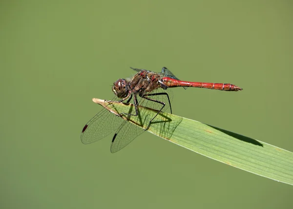 Dragonfly on a meadow — Stock Photo, Image