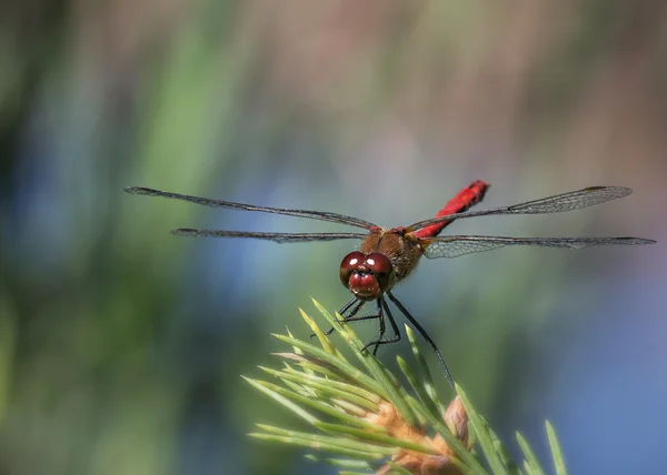 Dragonfly on a meadow — Stock Photo, Image