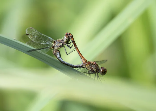 Dragonfly on a meadow — Stock Photo, Image