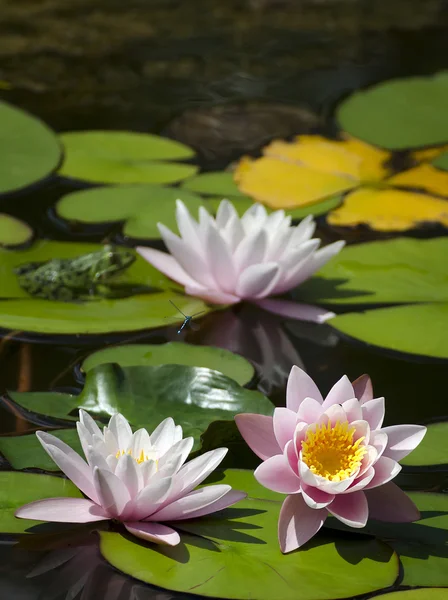 Lily flower, dragonfly and frog — Stock Photo, Image