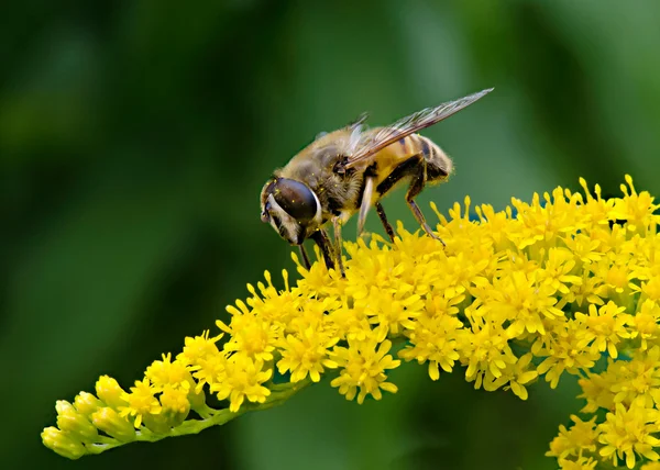Bee and yellow flower — Stock Photo, Image