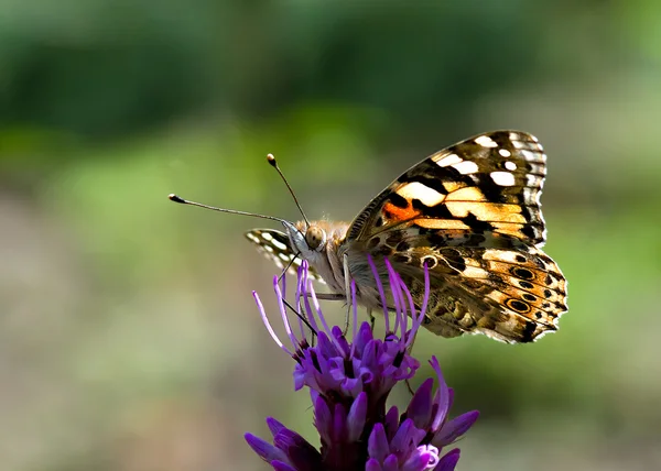 Butterfly and flower — Stock Photo, Image