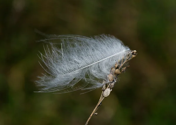 A single feather — Stock Photo, Image