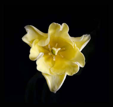 Lale ve siyah arka plan