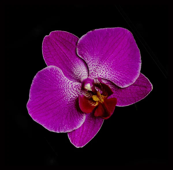 Orchid and black background — Stock Photo, Image